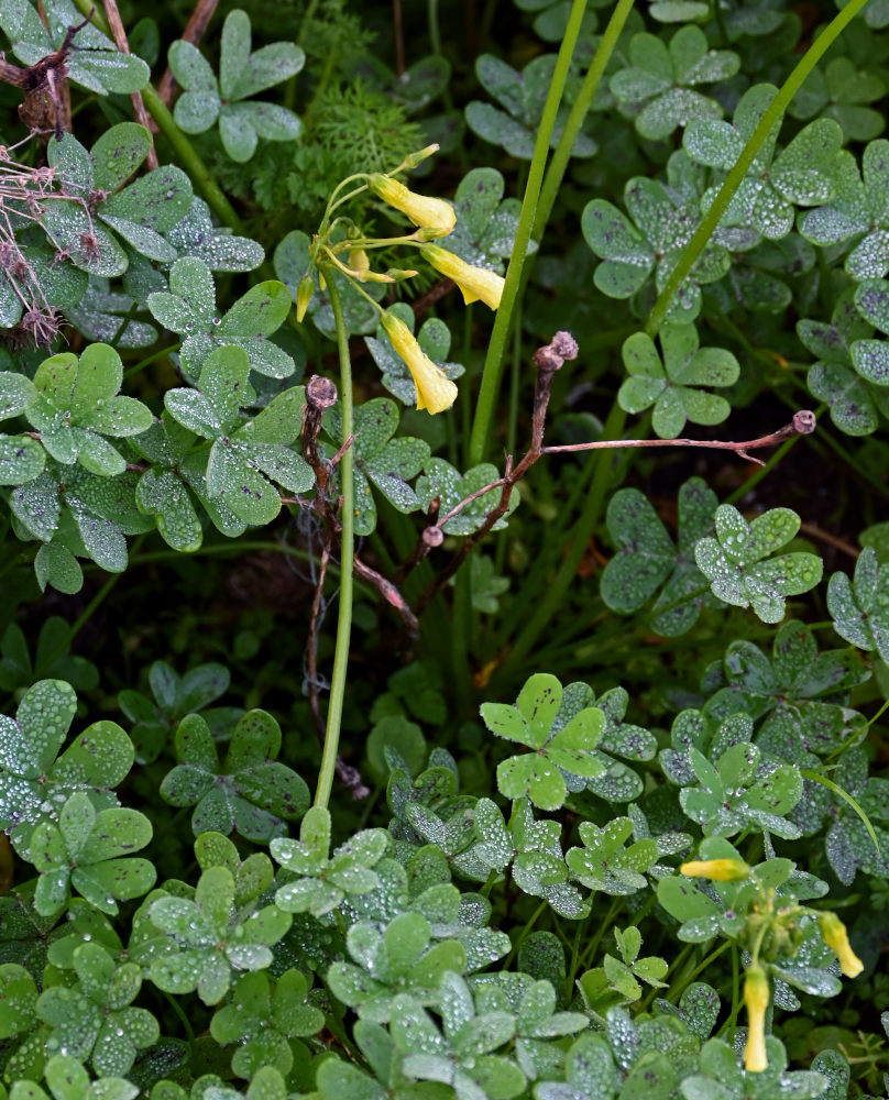 Image of Oxalis pes-caprae specimen.