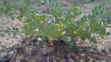 genus Zygophyllum