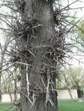 Gleditsia triacanthos