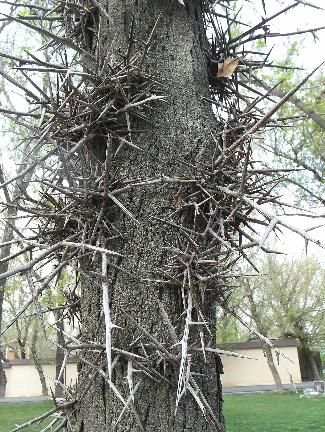 Image of Gleditsia triacanthos specimen.