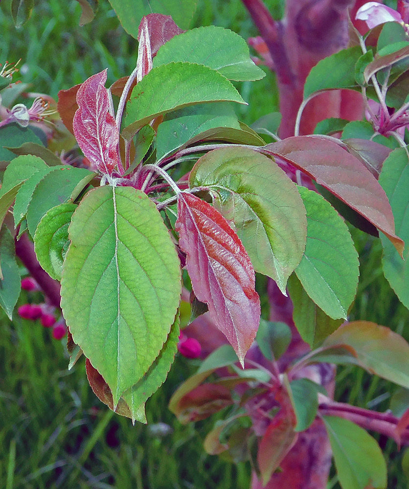 Изображение особи Malus &times; purpurea.