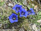 Gentiana alpina