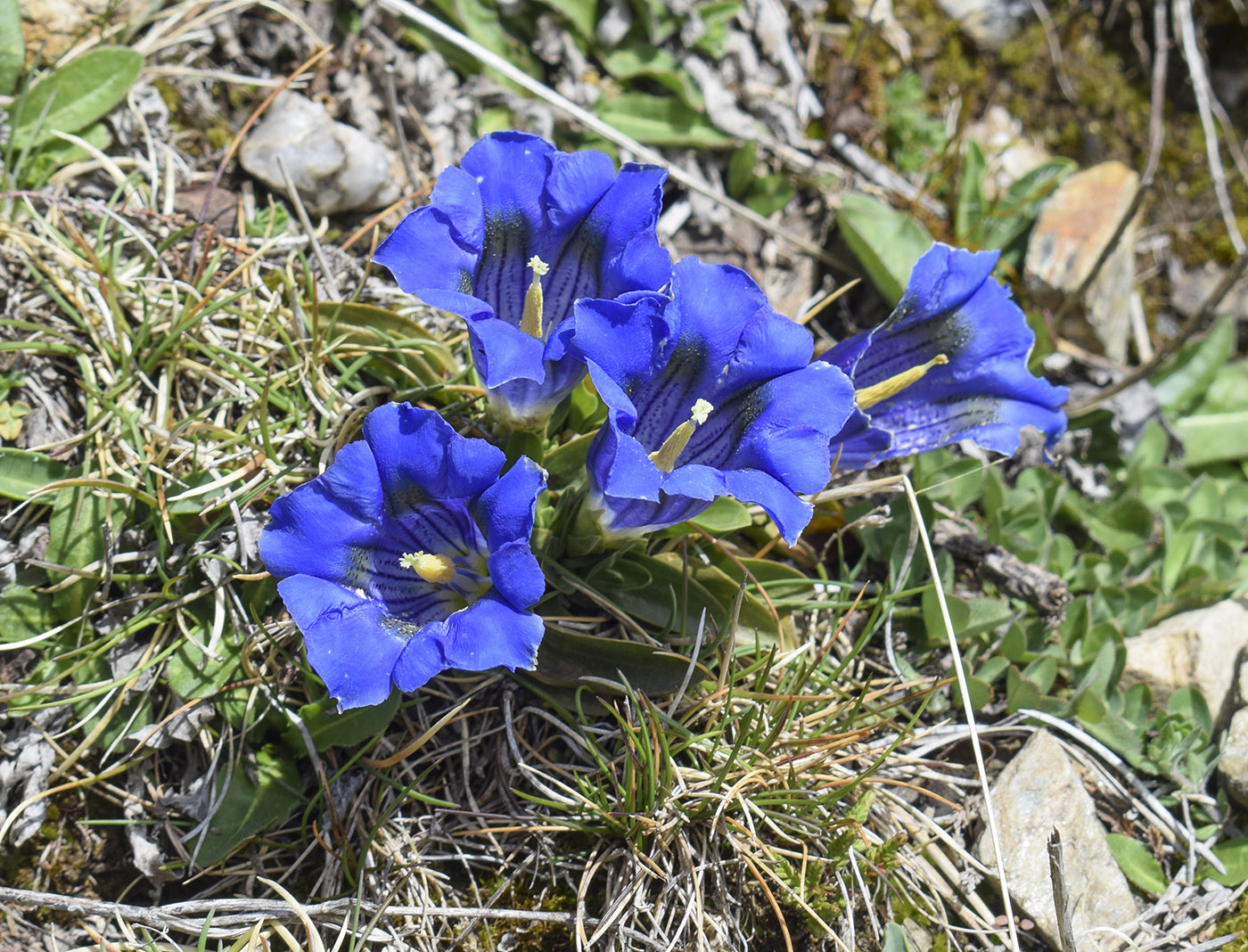 Image of Gentiana alpina specimen.