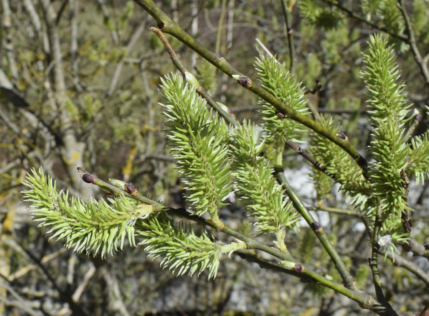 Image of Salix caprea specimen.