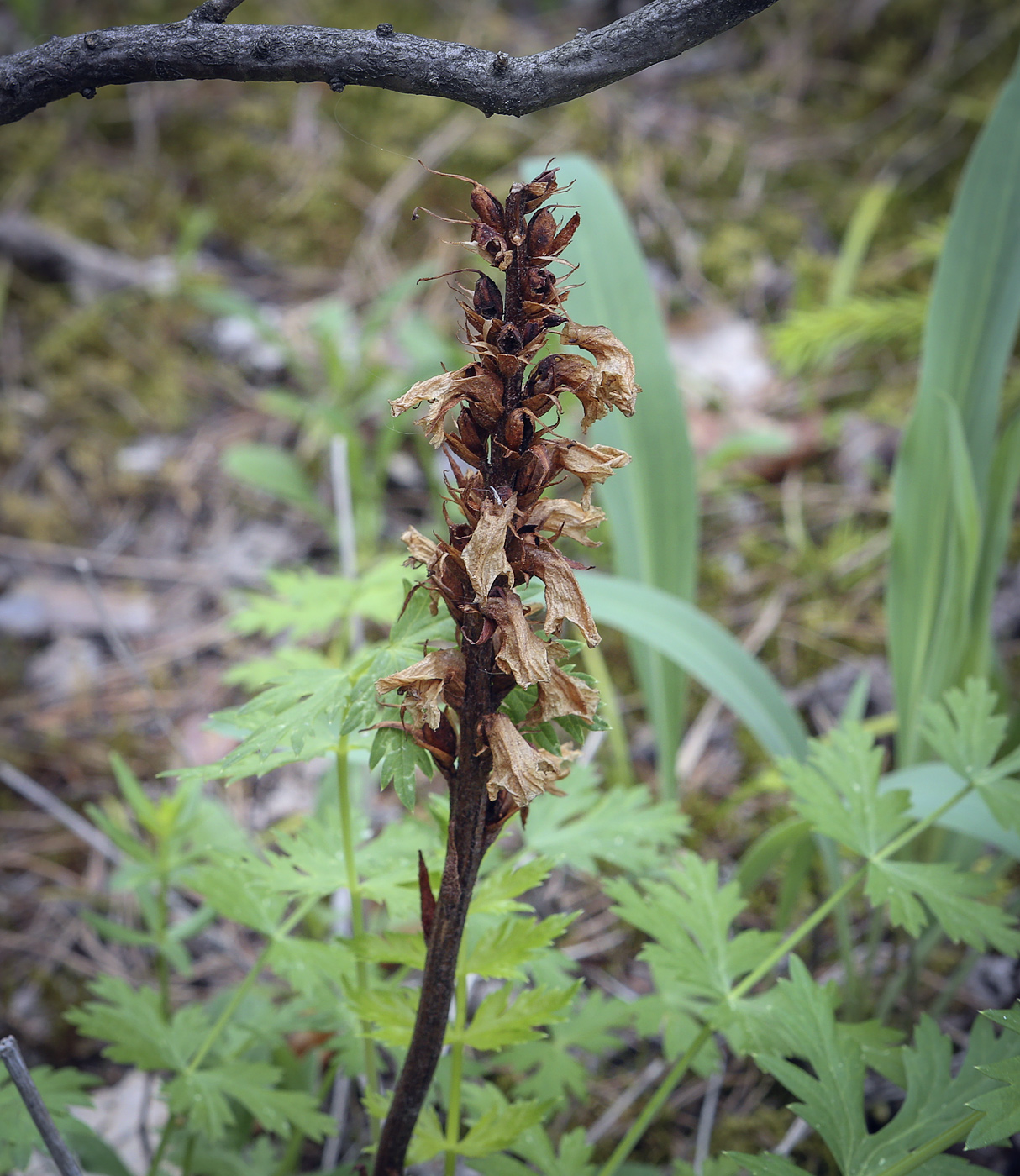 Изображение особи род Orobanche.