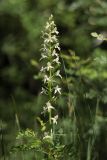 Platanthera chlorantha. Соцветие. Крым, Байдарская долина, поляна в лиственном лесу. 06.06.2023.