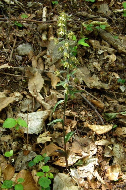 Image of Epipactis microphylla specimen.