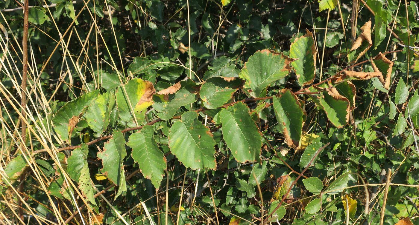 Изображение особи Ulmus glabra.