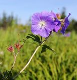 Geranium erianthum. Верхушки побегов с цветками и плодами (слева). Приморский край, Чугуевский р-н, гора Снежная, выс. 1400 м н.у.м., разнотравный луг. 25.06.2023.