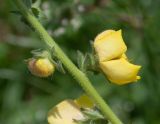 Verbascum virgatum