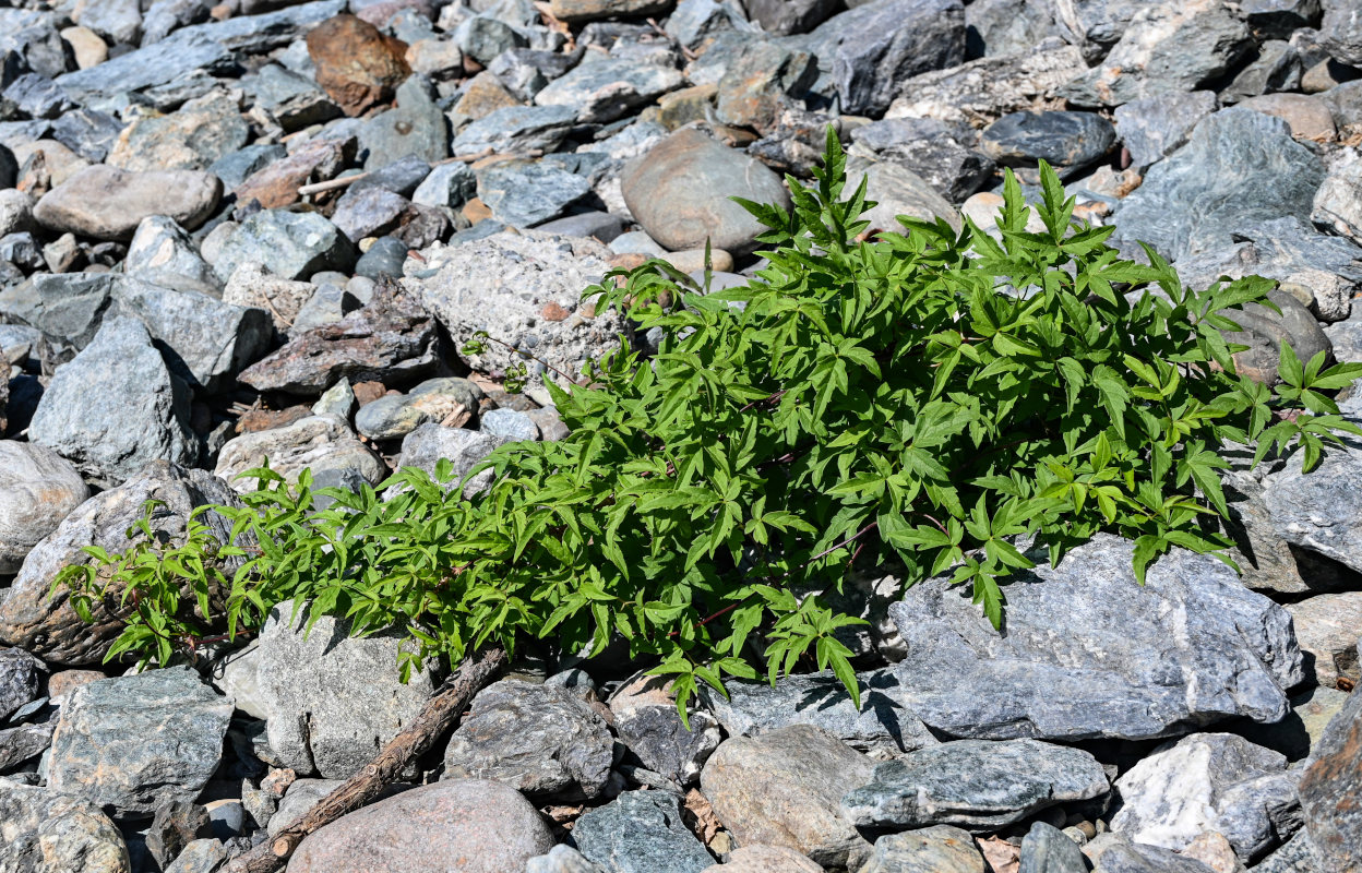 Image of Atragene sibirica specimen.