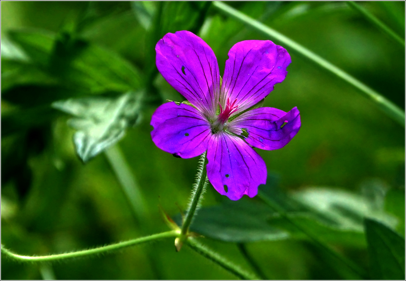 Изображение особи Geranium palustre.