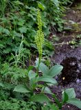 Veratrum oxysepalum. Цветущее растение. Хабаровский край, р-н им. Полины Осипенко, хр. Дуссе-Алинь, берег оз. Тюленье, ≈ 1200 м н.у.м., у воды. 19.07.2021.