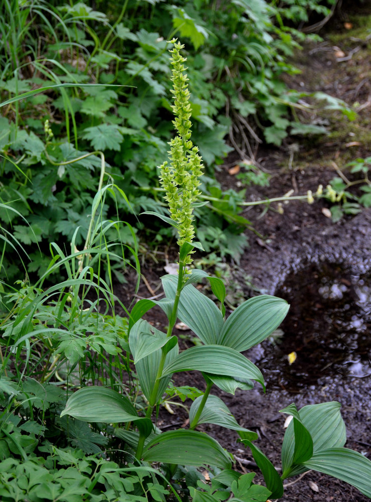 Изображение особи Veratrum oxysepalum.