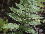 genus Athyrium