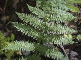 род Athyrium