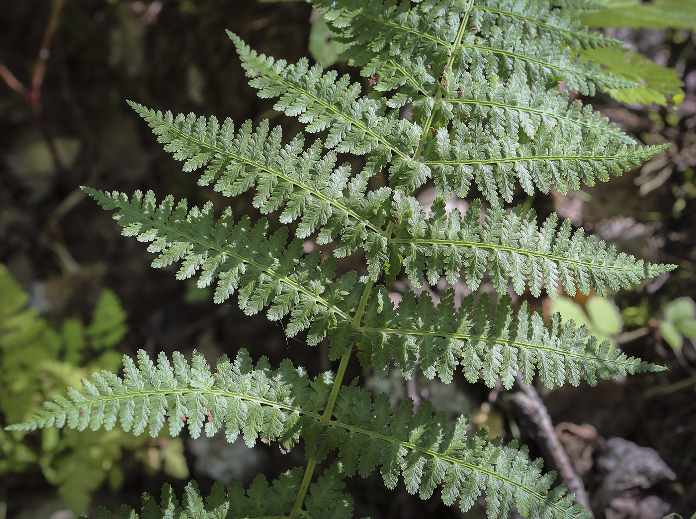 Изображение особи род Athyrium.