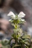 Lamium tomentosum. Верхушка побега с соцветием. Кабардино-Балкария, Эльбрусский р-н, пик Терскол, ≈ 2400 м н.у.м., каменистый склон. 22.08.2023.