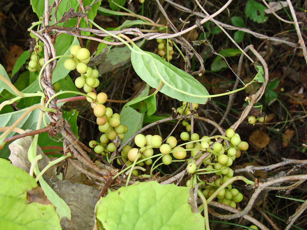 Изображение особи Schisandra chinensis.