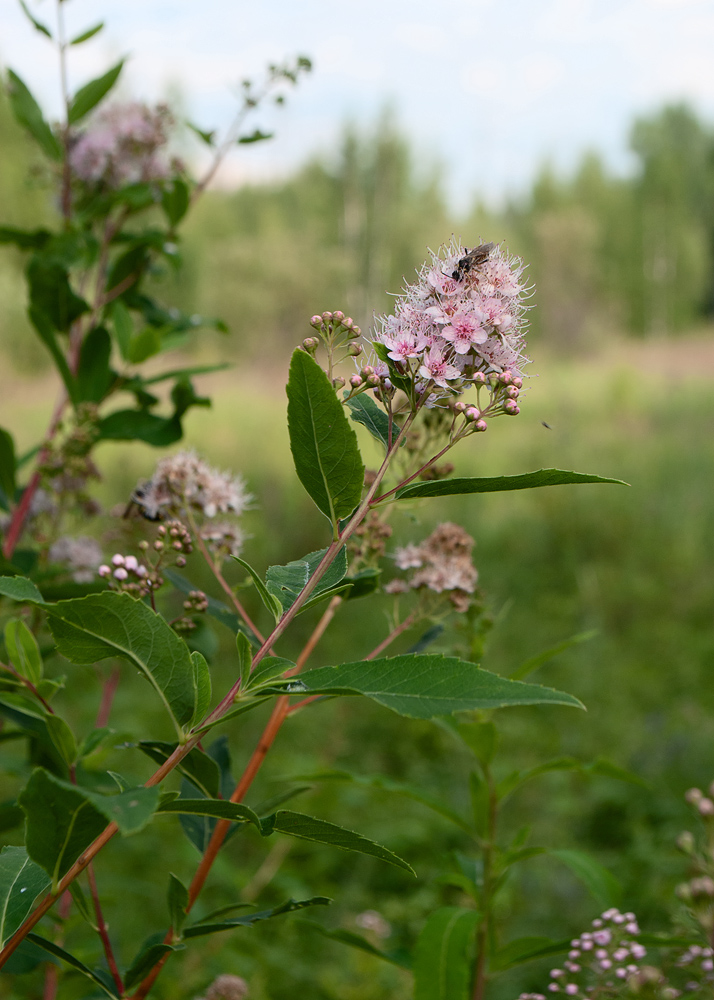 Изображение особи Spiraea salicifolia.