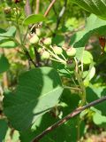 род Amelanchier