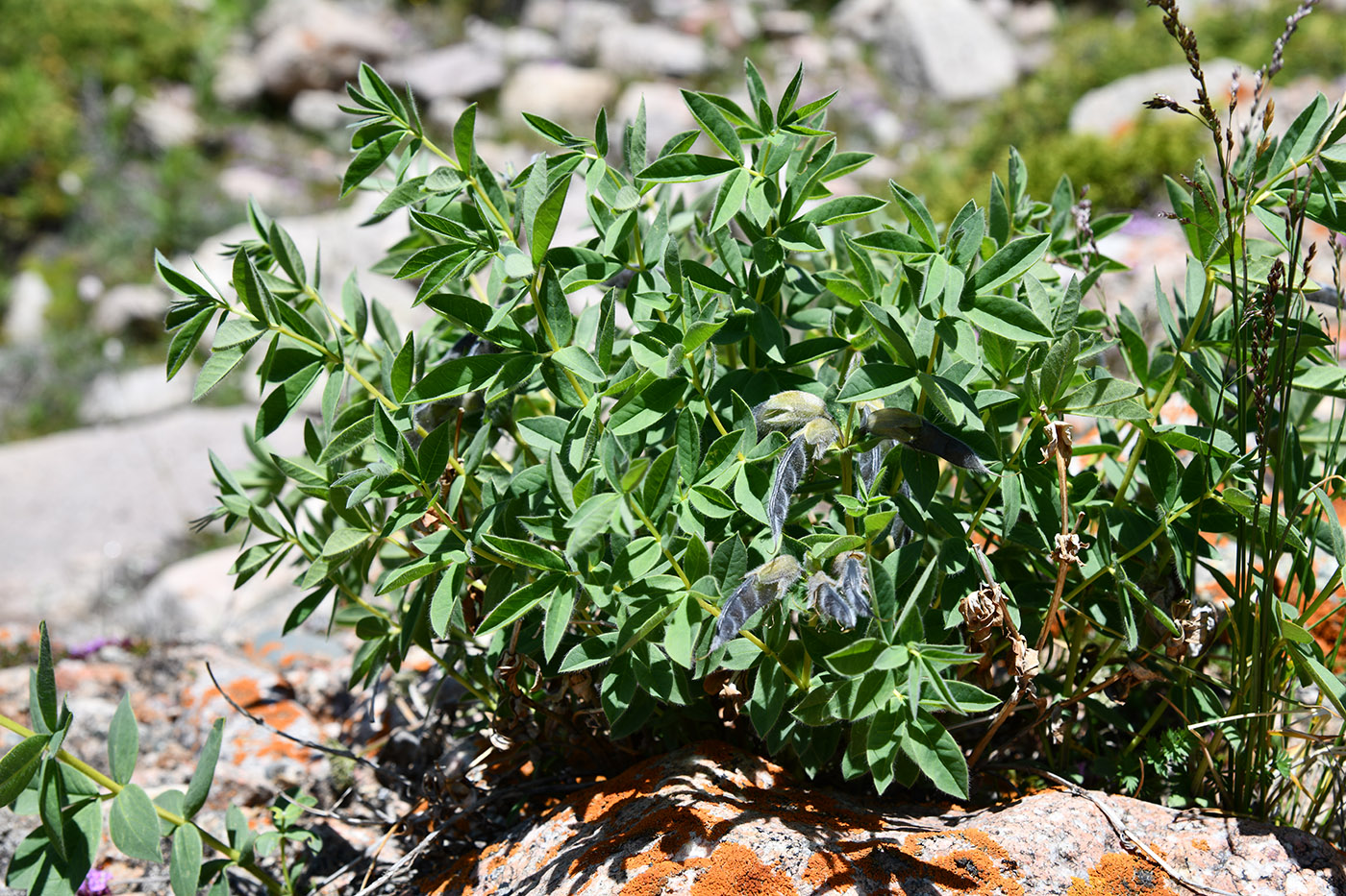 Изображение особи Thermopsis alpina.