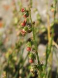 Rumex hastifolius