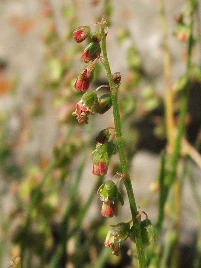Image of Rumex hastifolius specimen.