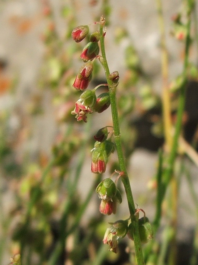 Изображение особи Rumex hastifolius.