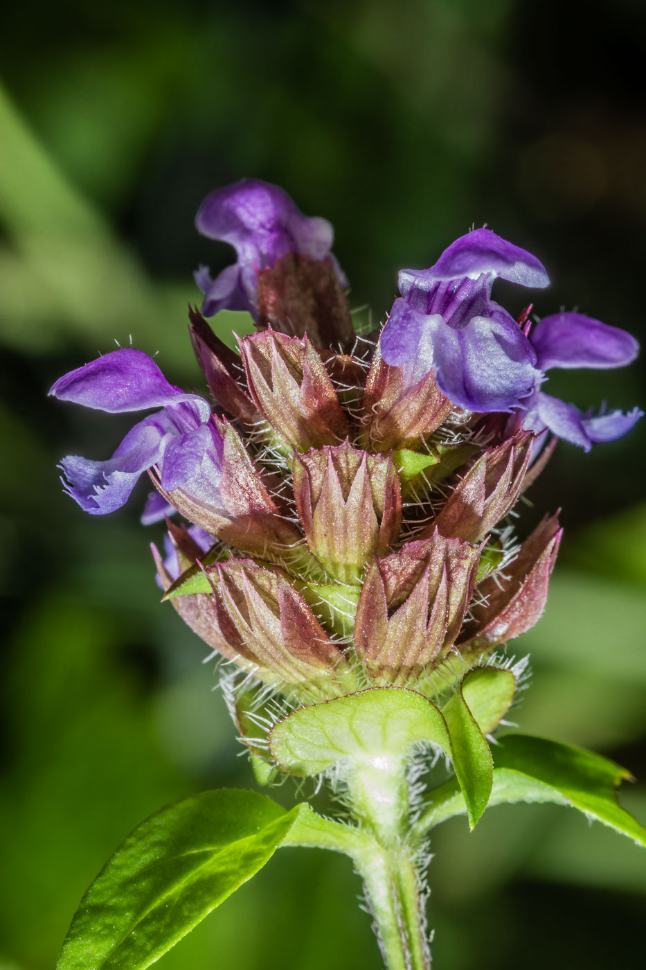 Image of Prunella vulgaris specimen.