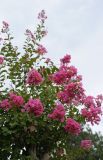 Lagerstroemia indica. Верхушка отрастающего после обрезки цветущего растения. Казахстан, г. Туркестан, в озеленении. 02.08.2022.