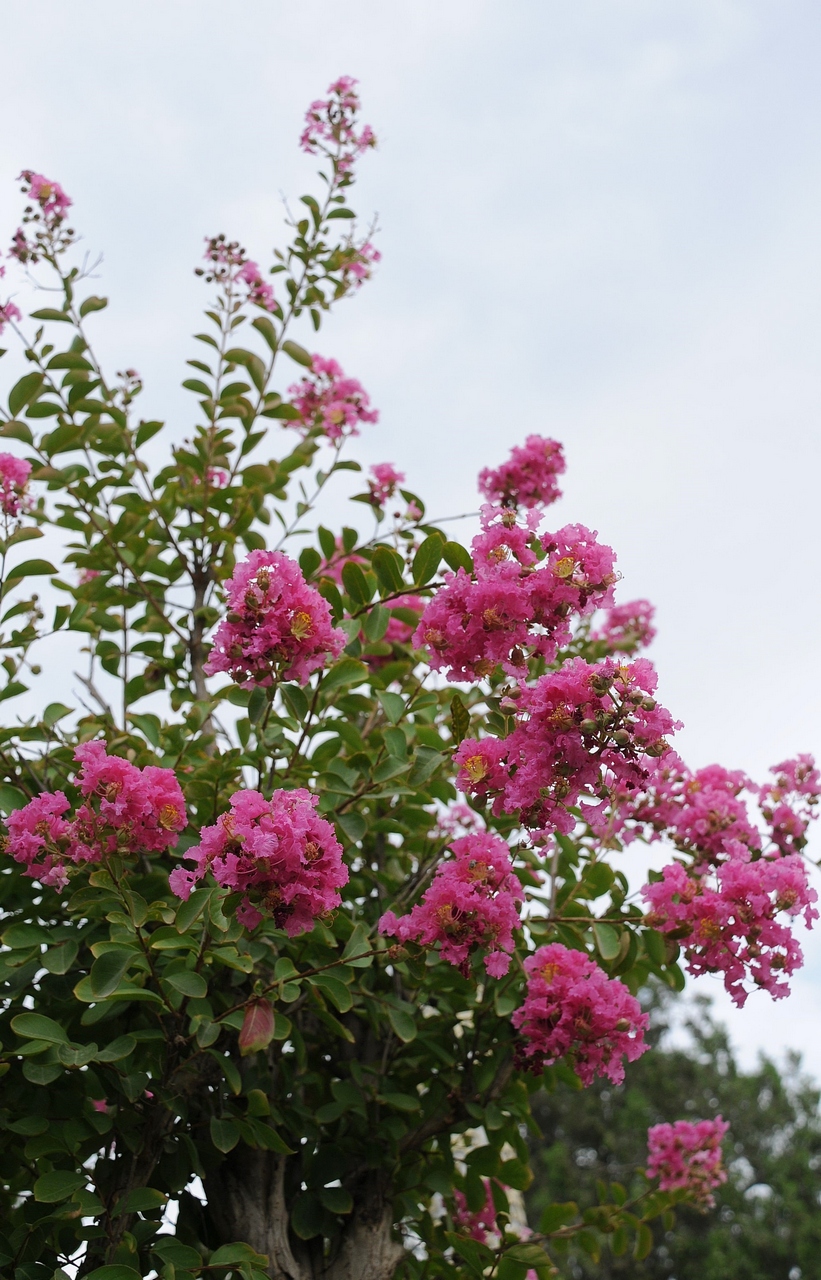 Image of Lagerstroemia indica specimen.