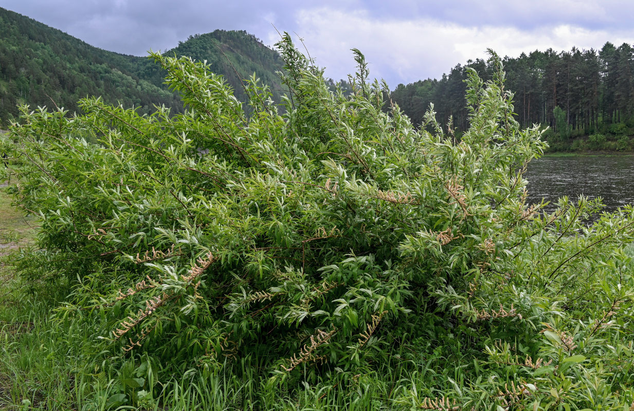 Image of genus Salix specimen.