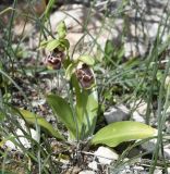 Ophrys flavomarginata