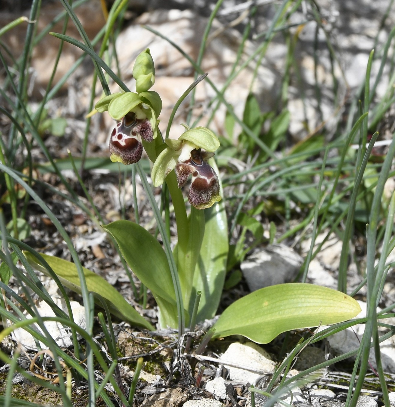 Изображение особи Ophrys flavomarginata.