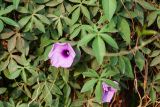 Ipomoea cairica