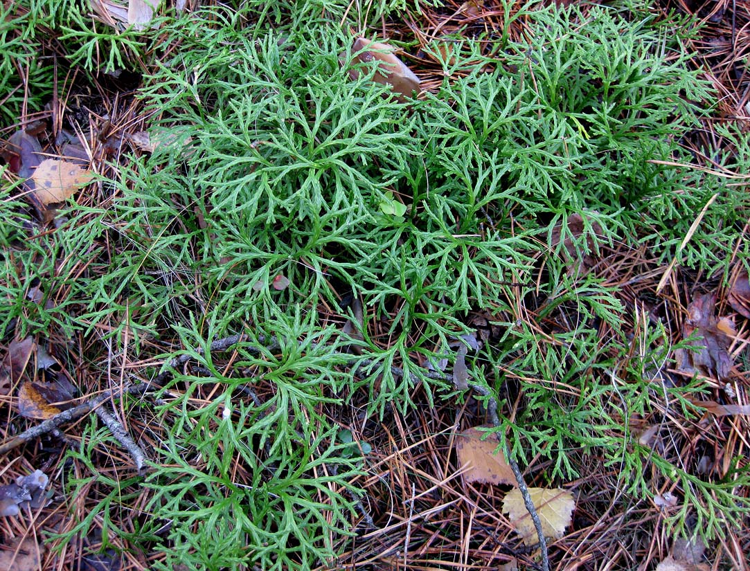 Image of Diphasiastrum &times; zeilleri specimen.