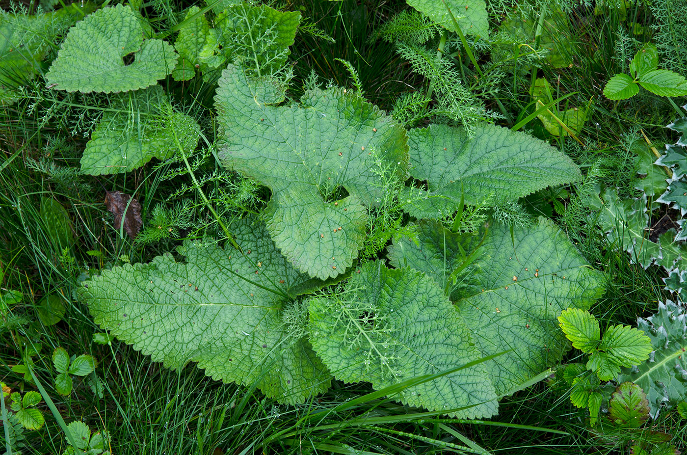 Изображение особи Phlomoides tuberosa.