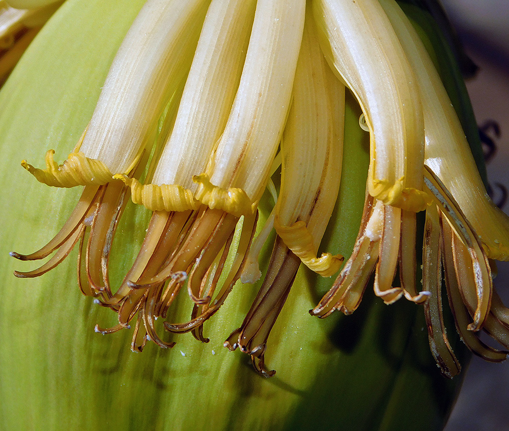 Image of Musa basjoo specimen.