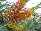 Caesalpinia spinosa