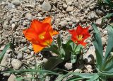 Tulipa greigii