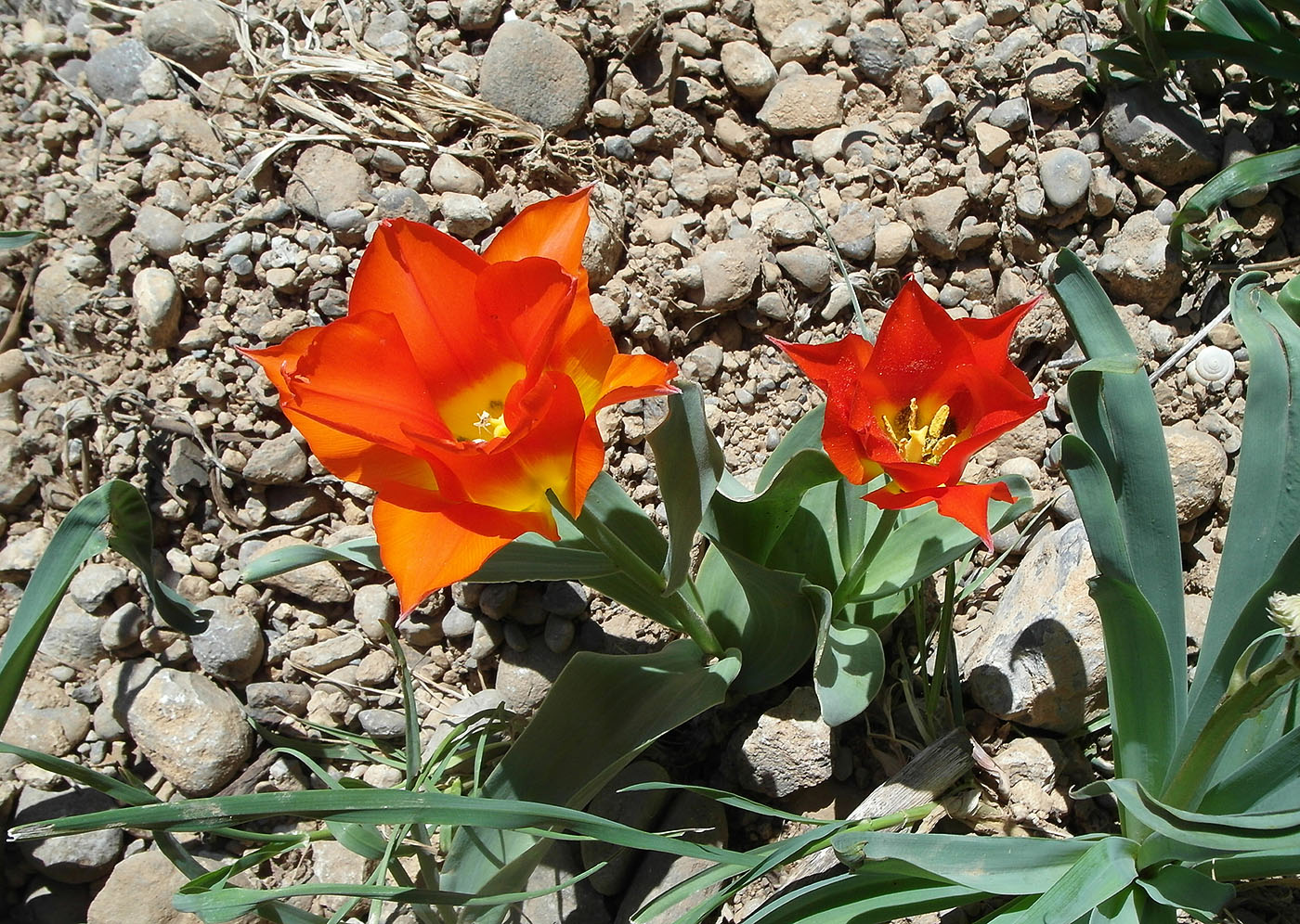 Изображение особи Tulipa greigii.