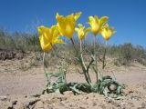 Tulipa behmiana