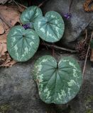 Cyclamen coum