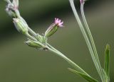 Silene aprica