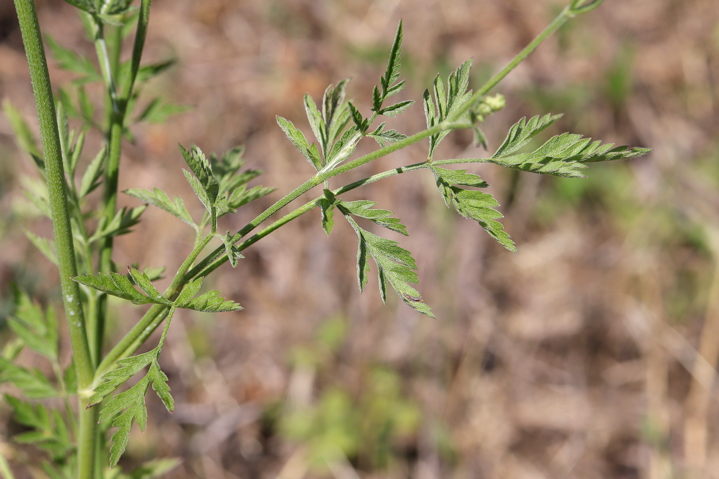 Изображение особи Torilis arvensis.
