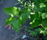 Acer tataricum