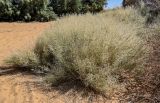семейство Poaceae