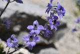 Delphinium brunonianum