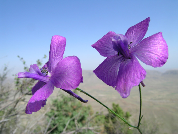 Image of Delphinium knorringianum specimen.